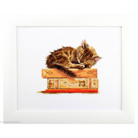 RTO, kit Cat's Dream (RTOM642)
