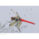 RTO, kit On the dandelion's parachute (RTOM757)