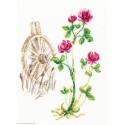RTO, kit Bloomy herbs (RTOM776-T)